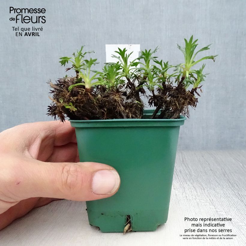 Azorella trifurcata - Panceta de vaca Maceta de 8/9 cm Ejemplar entregado en la primavera