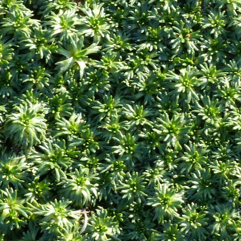 Azorella trifurcata Nana - Panceta de vaca (Follaje)