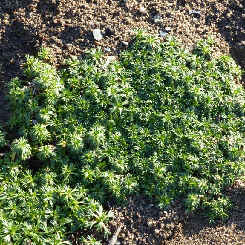 Azorella trifurcata Nana - Panceta de vaca (Porte)