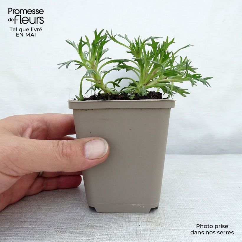 Azorella trifurcata Nana - Panceta de vaca Maceta de 8/9 cm Ejemplar entregado en la primavera