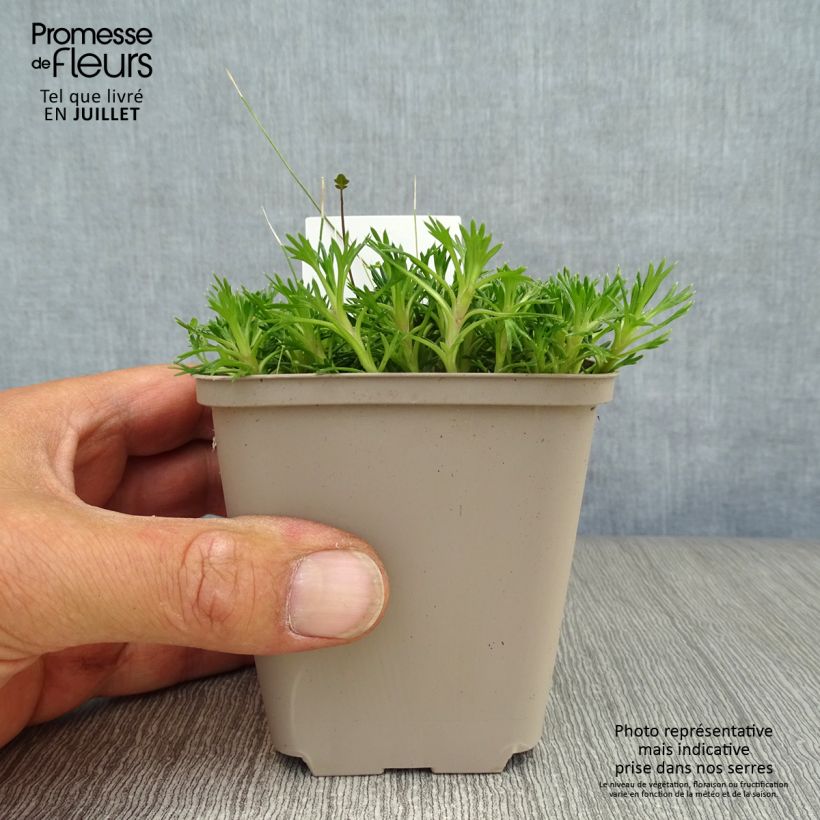 Ejemplar de Azorella trifurcata Nana - Panceta de vaca Maceta de 8/9 cm entregado en verano