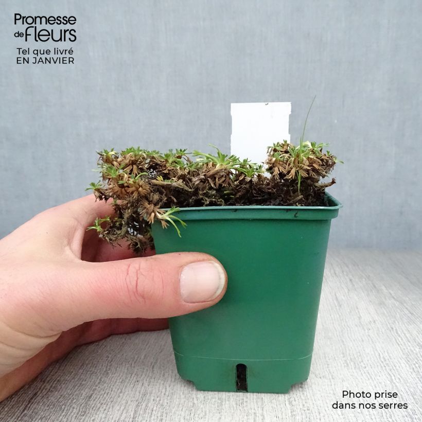 Azorella trifurcata Nana - Panceta de vaca Maceta de 8/9 cm Ejemplar entregado en invierno