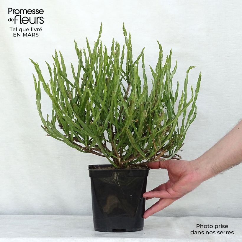 Baccharis genistelloides - Carqueja Maceta 3L/4L Ejemplar entregado en la primavera