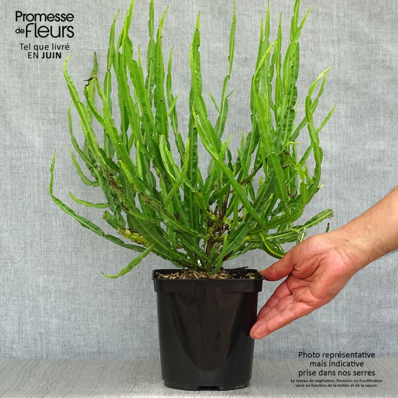 Ejemplar de Baccharis genistelloides - Carqueja Maceta 3L/4L entregado en verano
