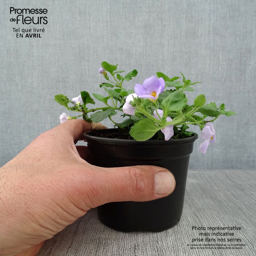 Bacopa Scopia Gulliver Blue Sensation Maceta de 8/9 cm Ejemplar entregado en la primavera