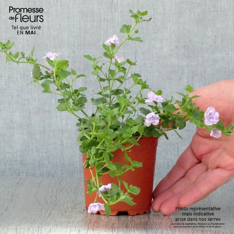 Bacopa Scopia Double Lavender Maceta de 8/9 cm Ejemplar entregado en la primavera
