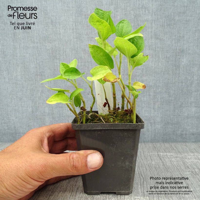 Ejemplar de Baldellia ranunculoides Maceta de 8/9 cm entregado en verano