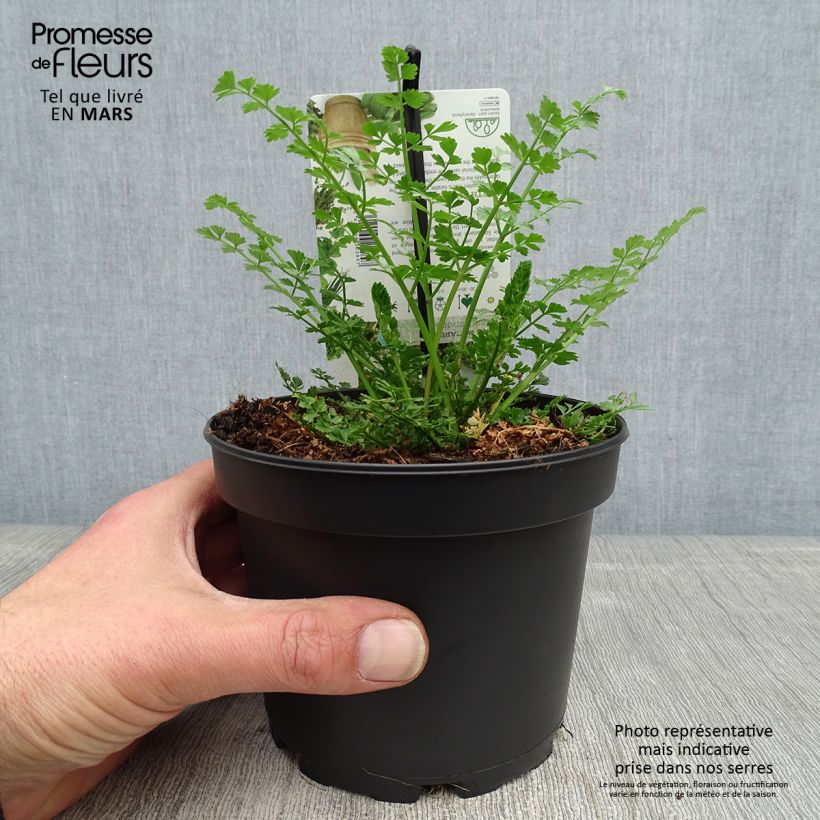 Baldellia ranunculoides Maceta de 8/9 cm Ejemplar entregado en la primavera