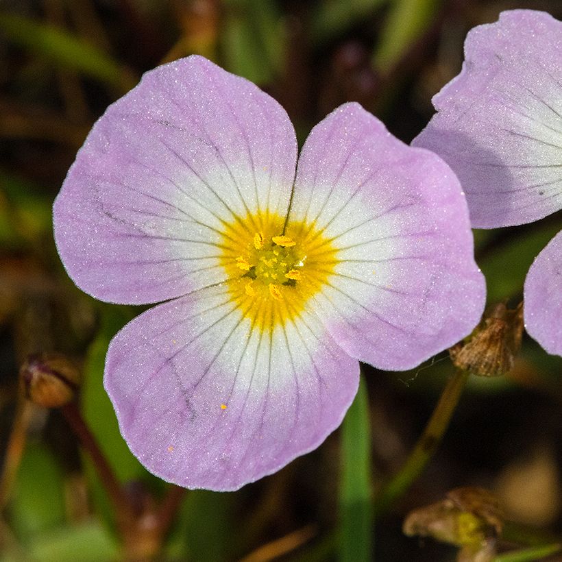 Baldellia ranunculoides (Floración)