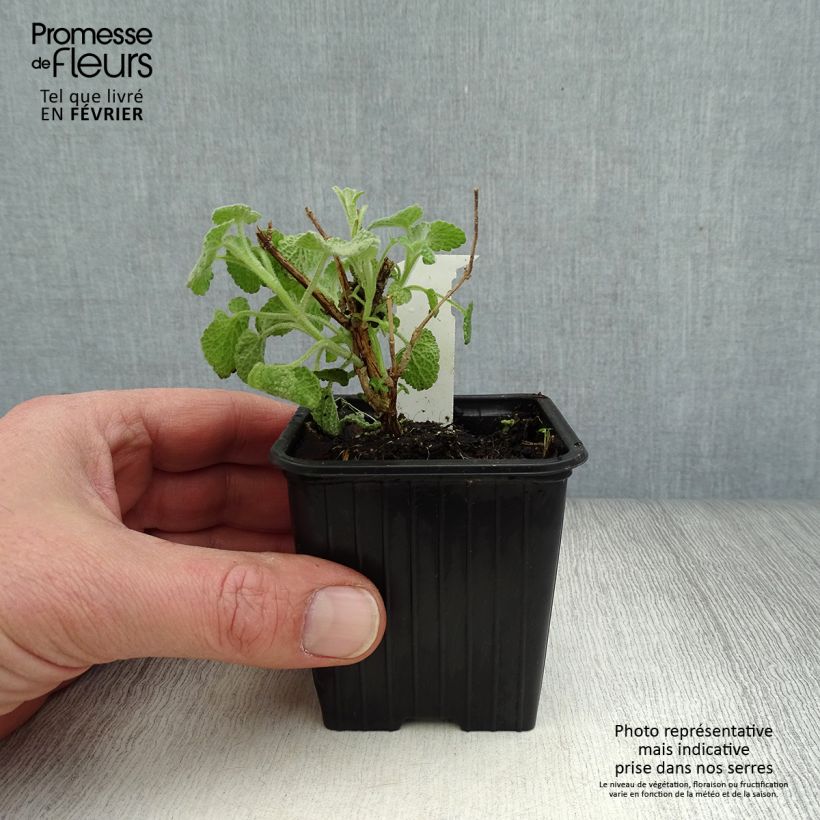 Ballota pseudodictamnus - Marrubio Maceta de 8/9 cm Ejemplar entregado en invierno