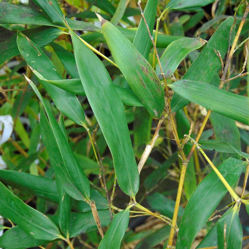 Phyllostachys bissetii - Bambú de Bisset (Follaje)