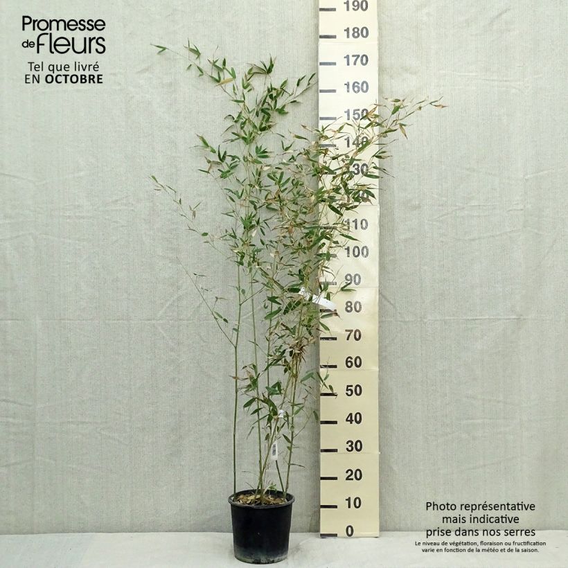 Ejemplar de Phyllostachys bissetii - Bambú de Bisset Maceta 4L/5L entregado en otoño