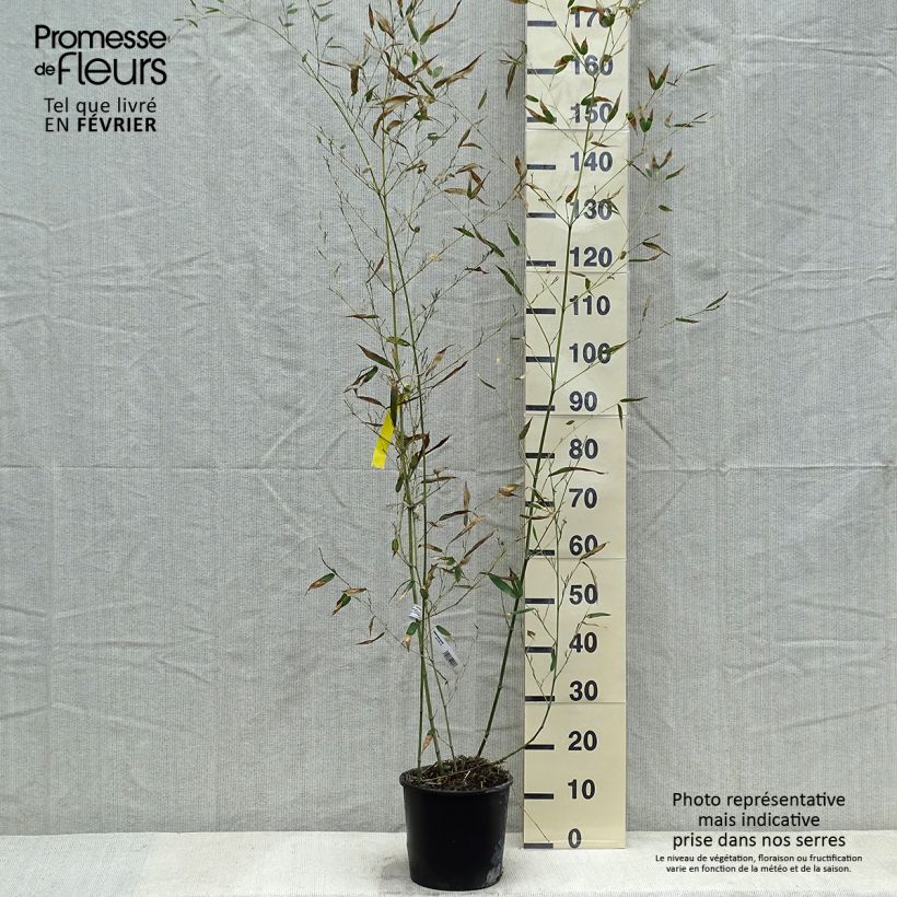 Phyllostachys bissetii - Bambú de Bisset Maceta 4L/5L Ejemplar entregado en invierno