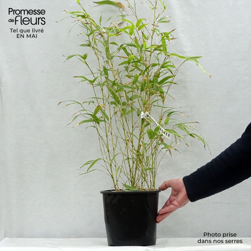 Phyllostachys aurea - Bambú dorado Maceta 4L/5L Ejemplar entregado en la primavera
