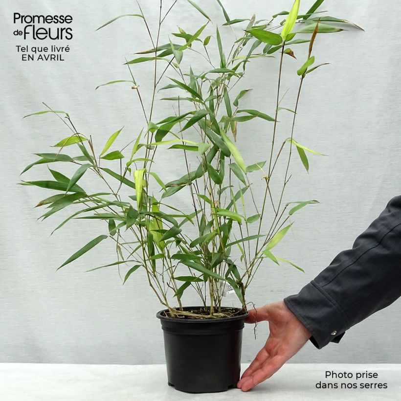 Phyllostachys aureosulcata Aureocaulis - Bambú Maceta 2L/3L Ejemplar entregado en la primavera