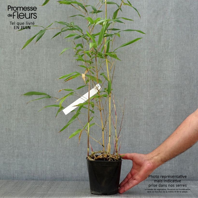 Ejemplar de Phyllostachys aureosulcata Aureocaulis - Bambú Maceta 2L/3L entregado en verano