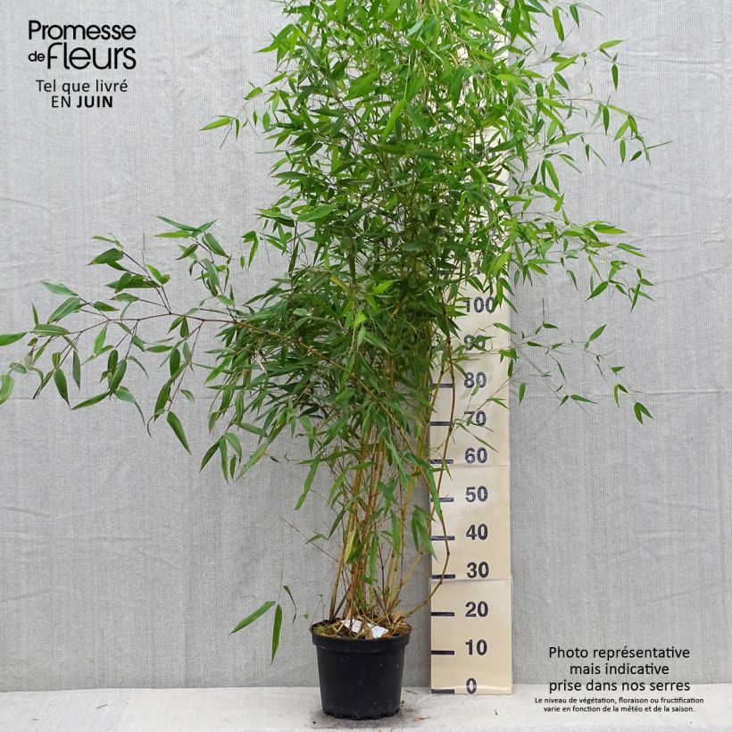 Ejemplar de Phyllostachys aureosulcata Aureocaulis - Bambú Maceta 4L/5L entregado en verano