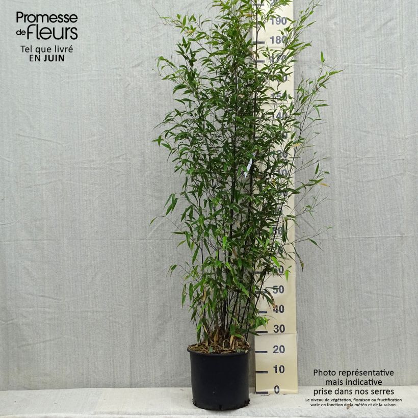 Ejemplar de Phyllostachys nigra - Bambú negro Maceta 12L/15L entregado en otoño