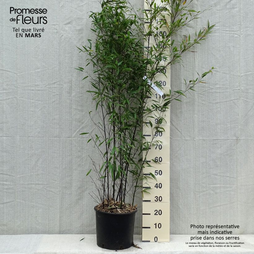 Phyllostachys nigra - Bambú negro Maceta 12L/15L Ejemplar entregado en invierno