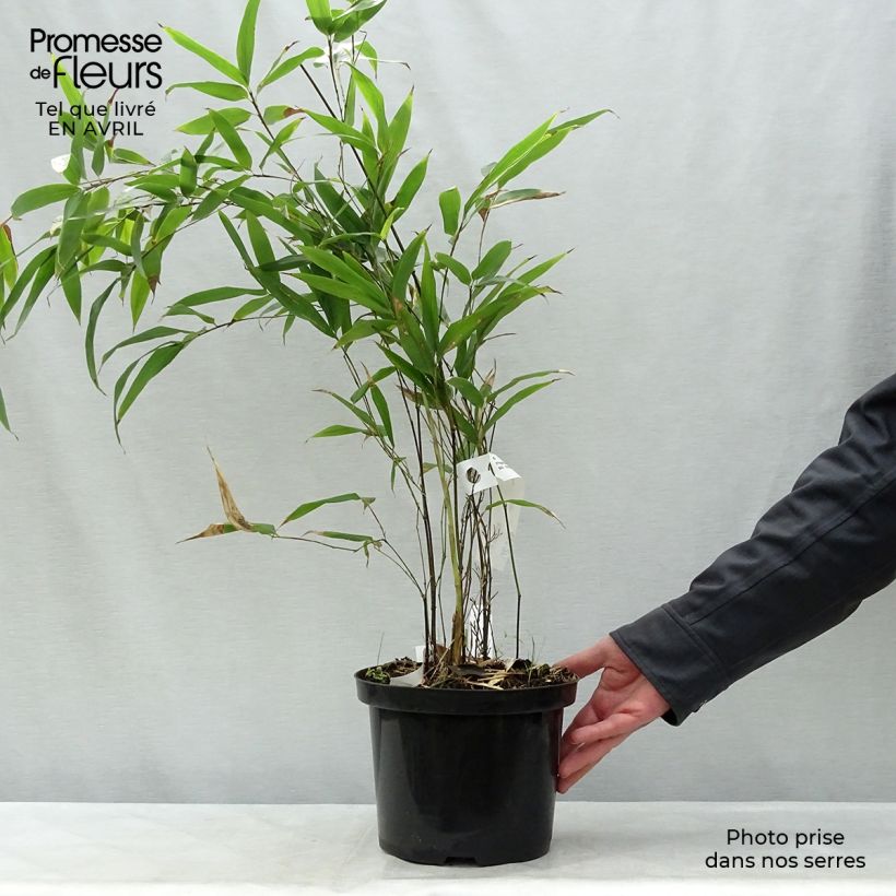 Phyllostachys nigra - Bambú negro Maceta 4L/5L Ejemplar entregado en la primavera