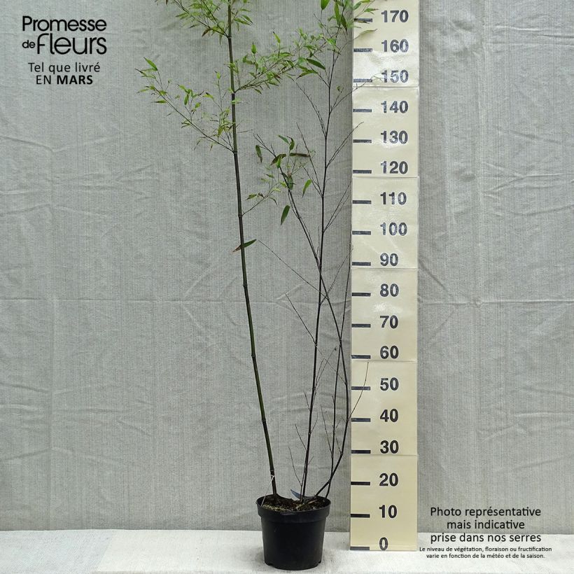Phyllostachys nigra - Bambú negro Maceta 7,5L/10L Ejemplar entregado en la primavera