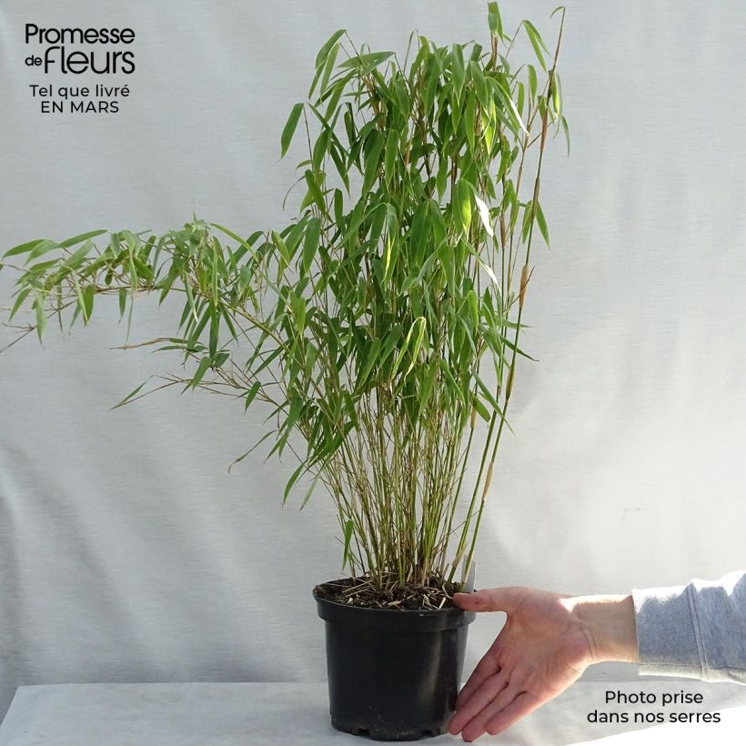Fargesia murielae Bimbo - Bambú no invasivo Maceta 2L/3L Ejemplar entregado en la primavera