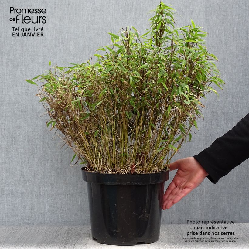 Fargesia murielae Bimbo - Bambú no invasivo Maceta 2L/3L Ejemplar entregado en invierno