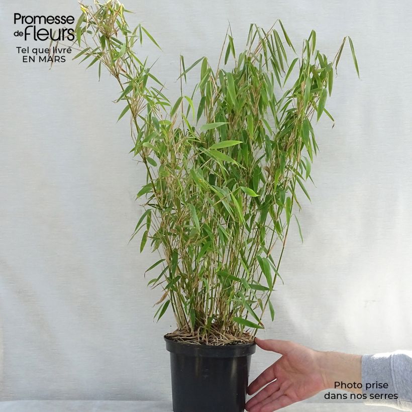 Fargesia murielae Jumbo - Bambú no invasivo Maceta 2L/3L Ejemplar entregado en la primavera