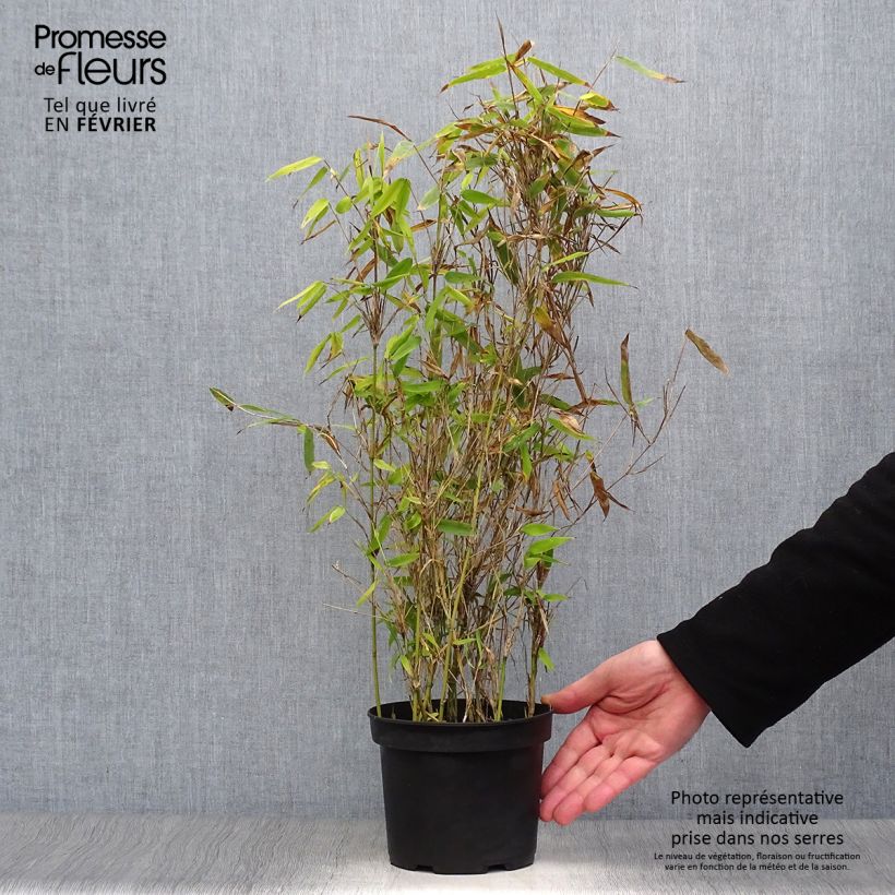 Fargesia murielae Simba - Bambú no invasivo Maceta 2L/3L Ejemplar entregado en invierno