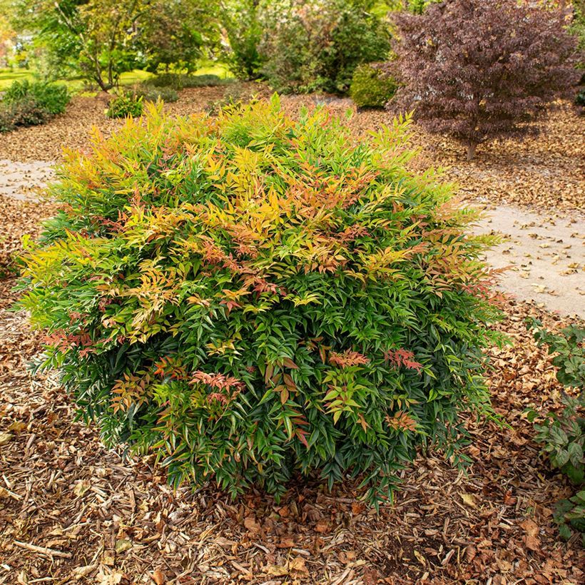 Nandina domestica Sunrise - Bambú sagrado (Porte)
