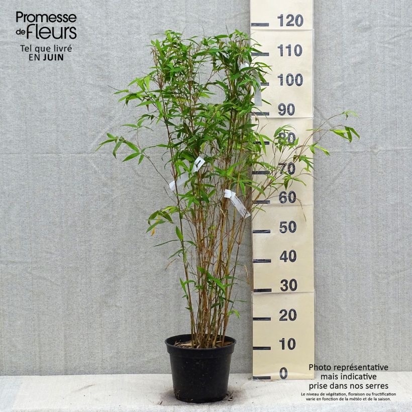 Ejemplar de Bambusa glaucescens - Bambú de Seto Maceta 4L/5L entregado en verano