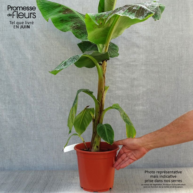 Ejemplar de Musa acuminata Dwarf Cavendish - Platanera canaria Maceta 6L/7L entregado en verano