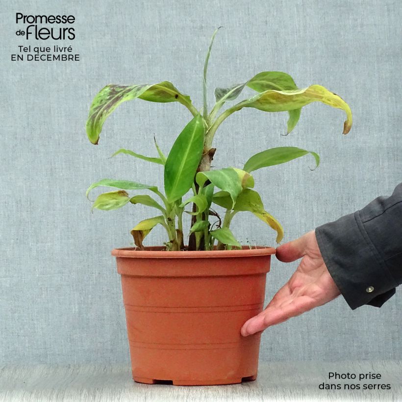 Musa acuminata Dwarf Cavendish - Platanera canaria Maceta 6L/7L Ejemplar entregado en invierno