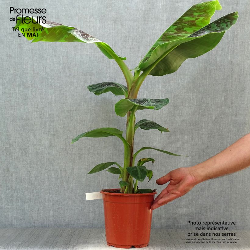 Musa acuminata Dwarf Cavendish - Platanera canaria Maceta 6L/7L Ejemplar entregado en la primavera