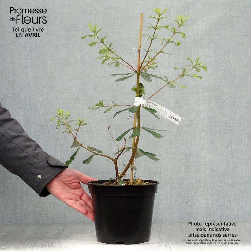 Banksia integrifolia Maceta 3L/4L Ejemplar entregado en la primavera
