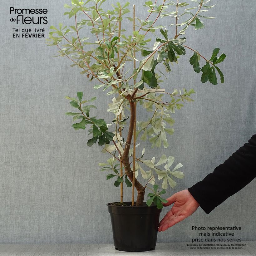 Banksia integrifolia Maceta 3L/4L Ejemplar entregado en invierno