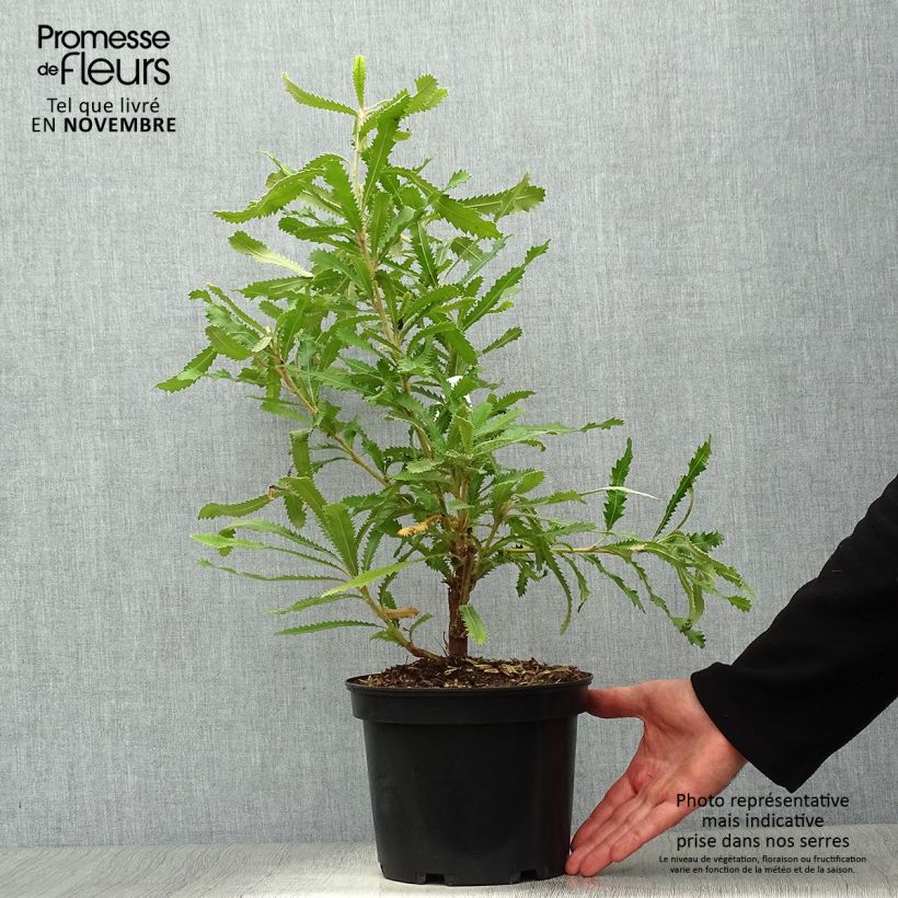 Ejemplar de Banksia serrata Maceta 4L/5L entregado en otoño