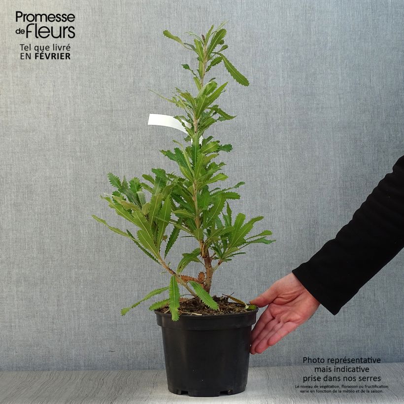 Banksia serrata Maceta 4L/5L Ejemplar entregado en invierno