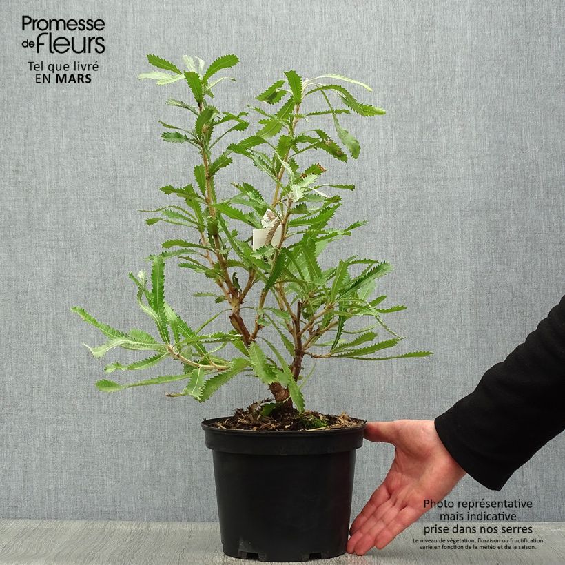 Banksia serrata Maceta 4L/5L Ejemplar entregado en la primavera