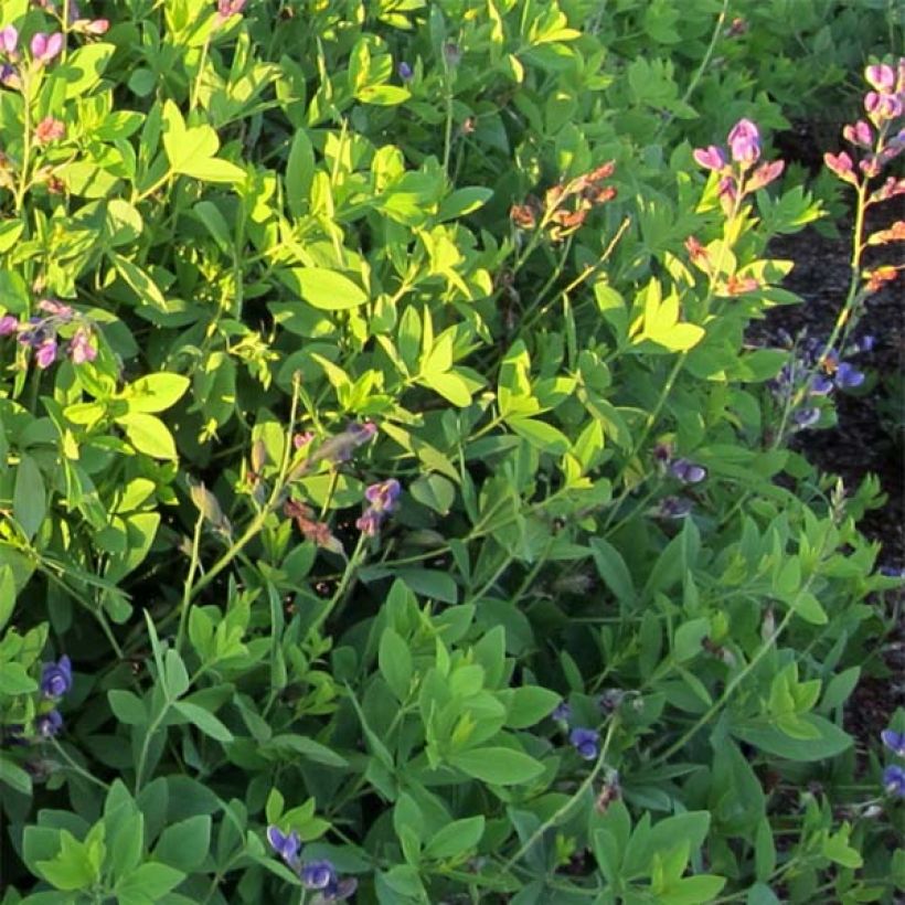 Baptisia Decadence Blueberry Sundae (Follaje)