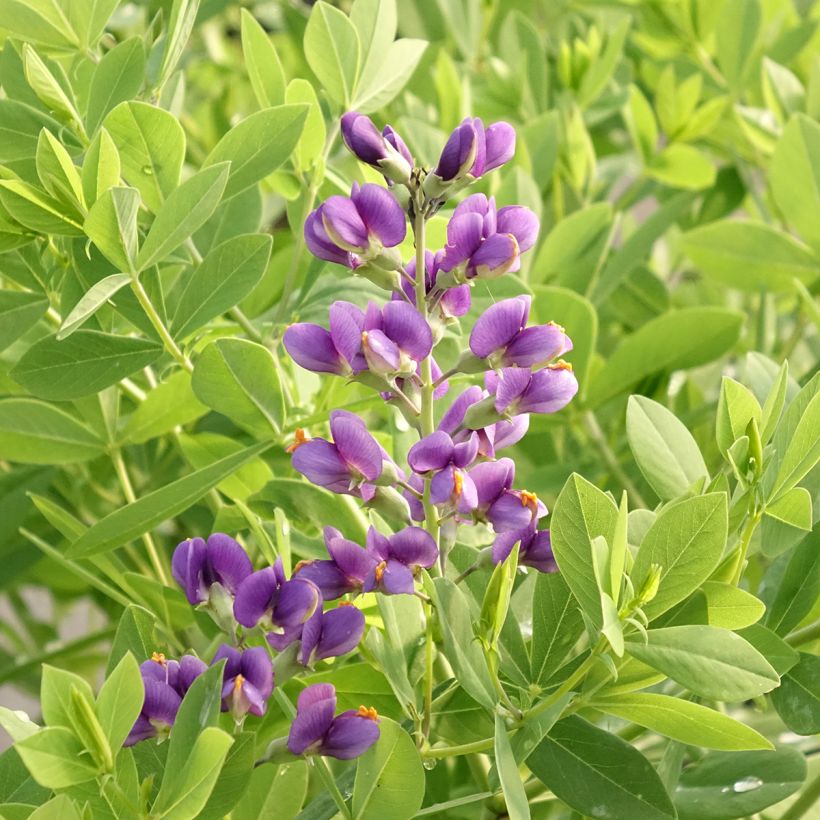 Baptisia Decadence Blueberry Sundae (Floración)