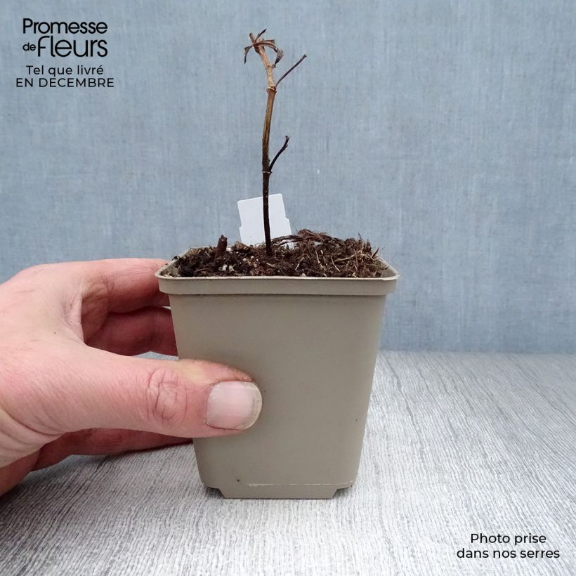 Baptisia Decadence Blueberry Sundae Maceta de 8/9 cm Ejemplar entregado en invierno