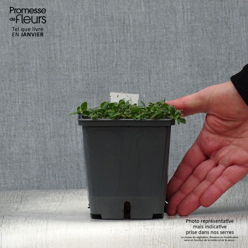 Baptisia Decadence Blueberry Sundae Maceta 1L/1,5L Ejemplar entregado en invierno