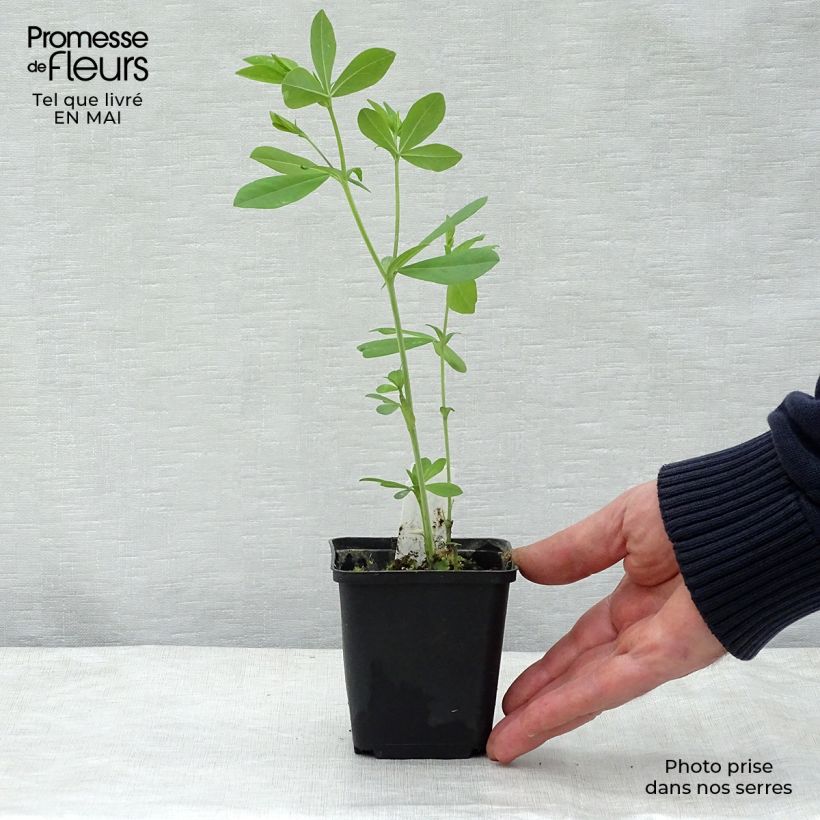 Baptisia Decadence Blueberry Sundae Maceta de 8/9 cm Ejemplar entregado en la primavera
