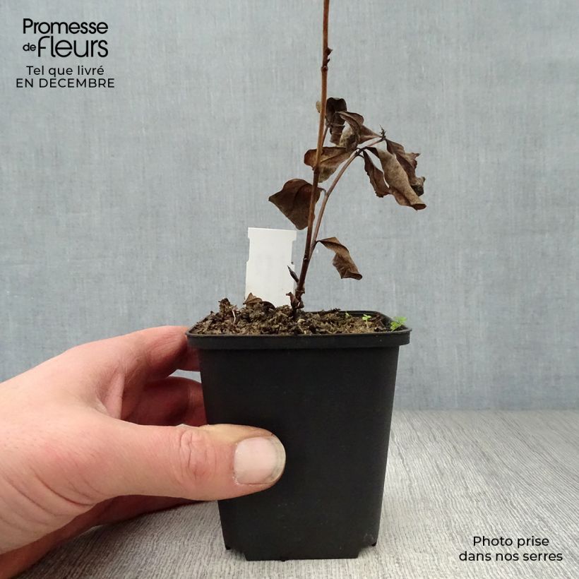 Baptisia Carolina Moonlight Maceta de 8/9 cm Ejemplar entregado en invierno