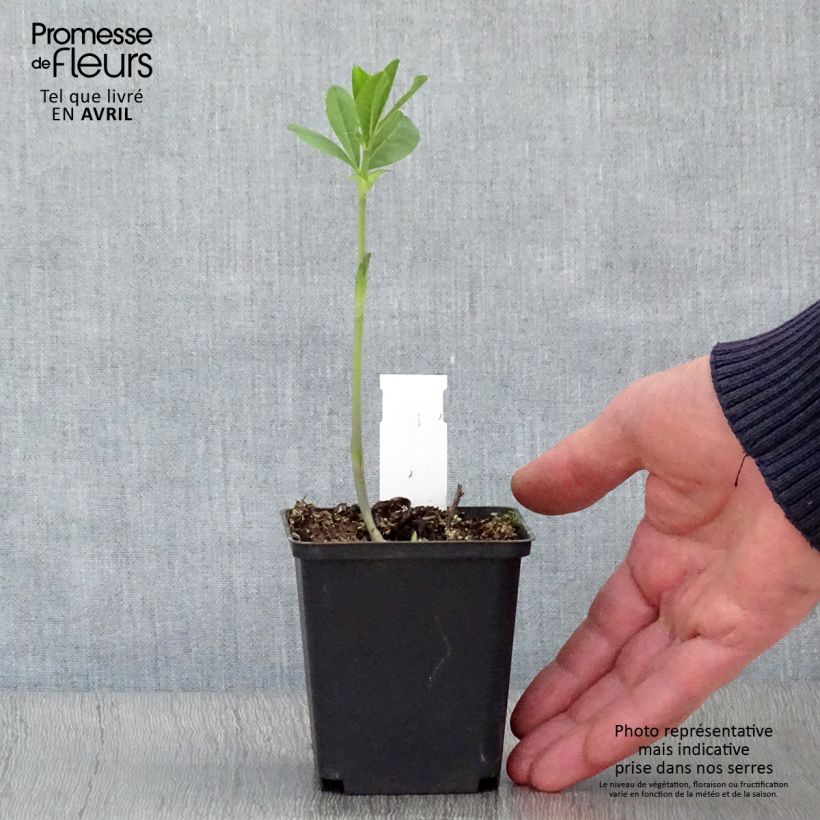 Baptisia Carolina Moonlight Maceta de 8/9 cm Ejemplar entregado en la primavera