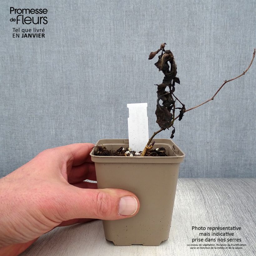 Baptisia australis Caspian Blue Maceta de 8/9 cm Ejemplar entregado en invierno