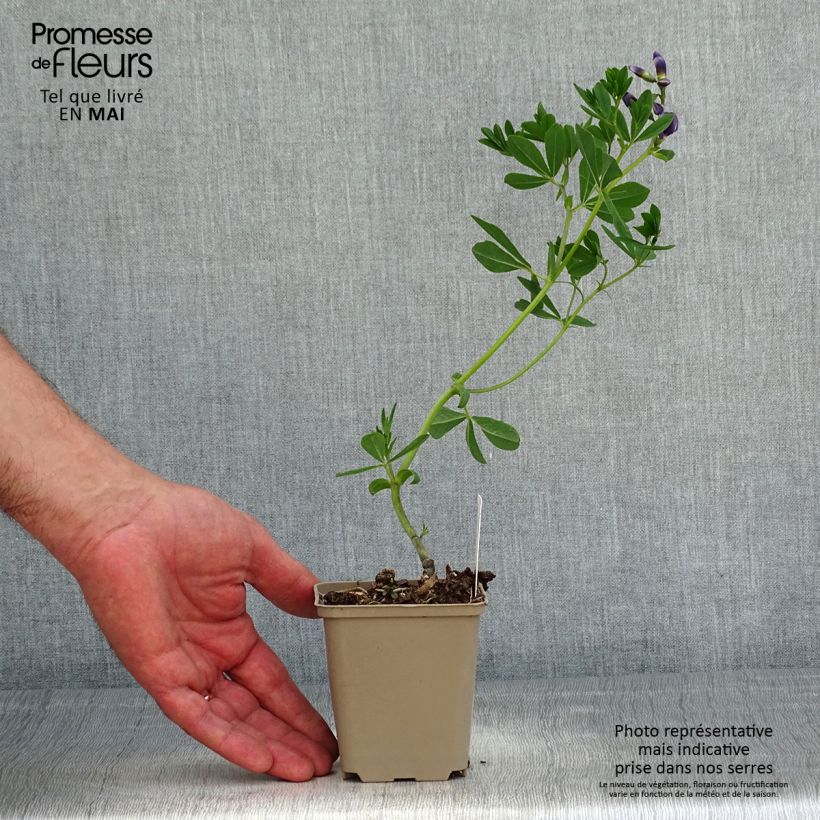 Baptisia australis Caspian Blue Maceta de 8/9 cm Ejemplar entregado en la primavera
