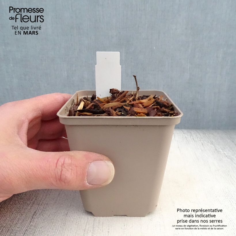 Baptisia Cherries Jubilee Maceta de 8/9 cm Ejemplar entregado en la primavera