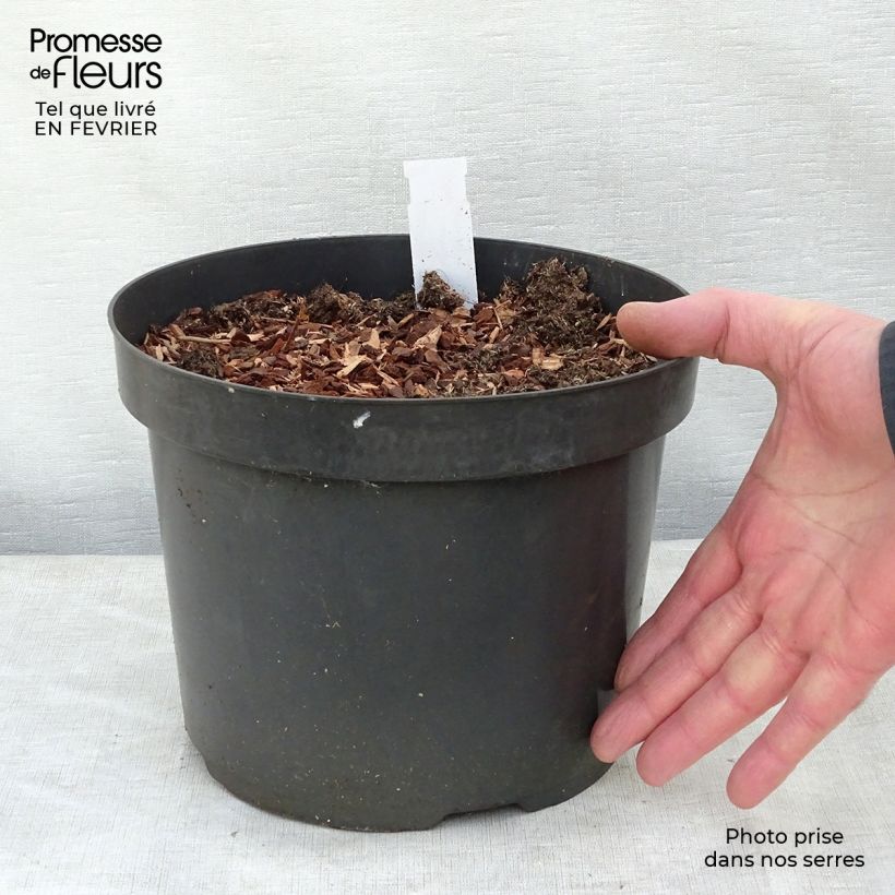 Baptisia Cherries Jubilee Maceta 4L/5L Ejemplar entregado en invierno